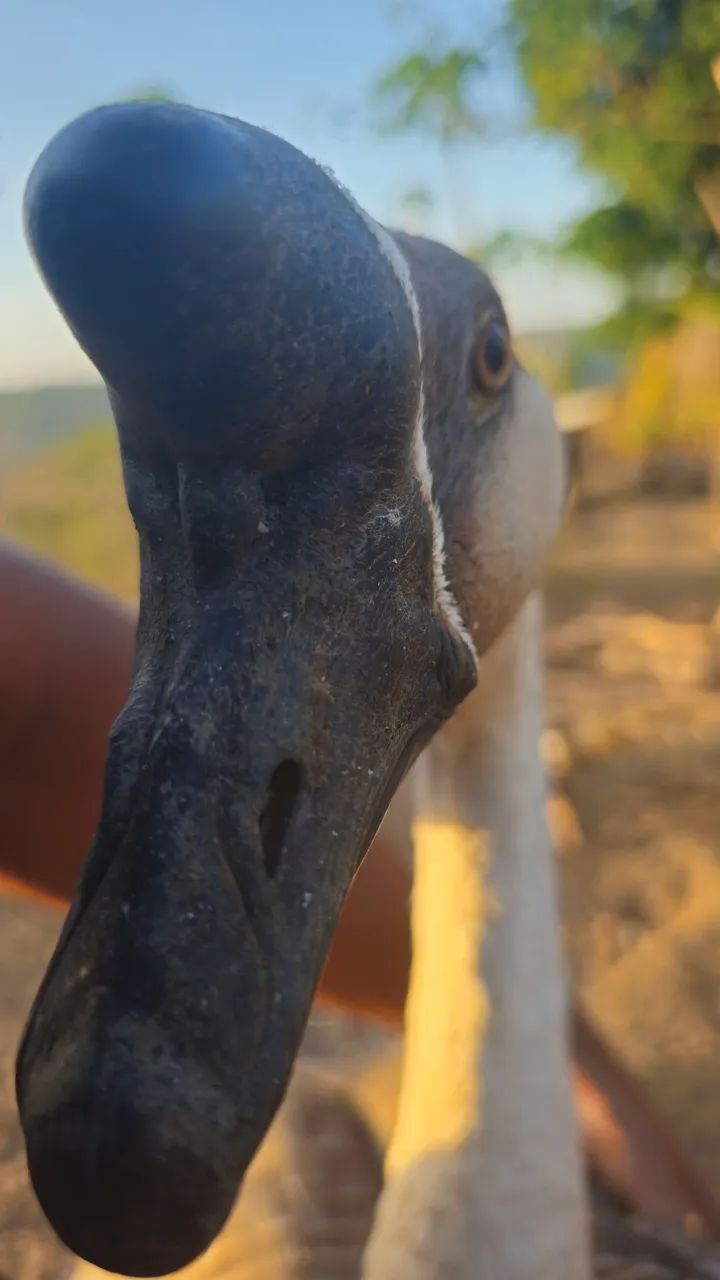Gansos  - Foto 5