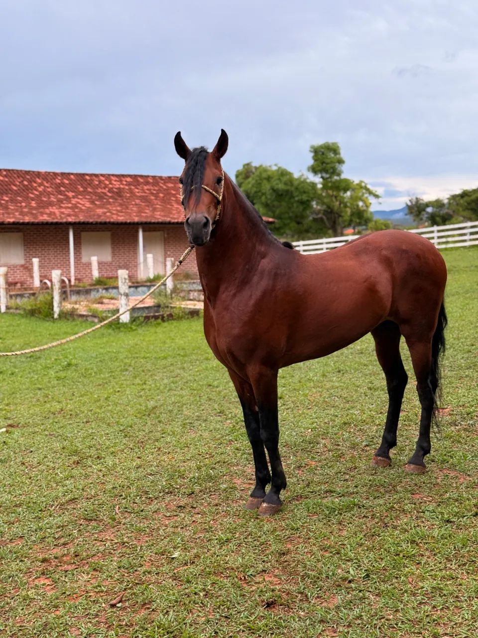 Cavalo Garanhão MM