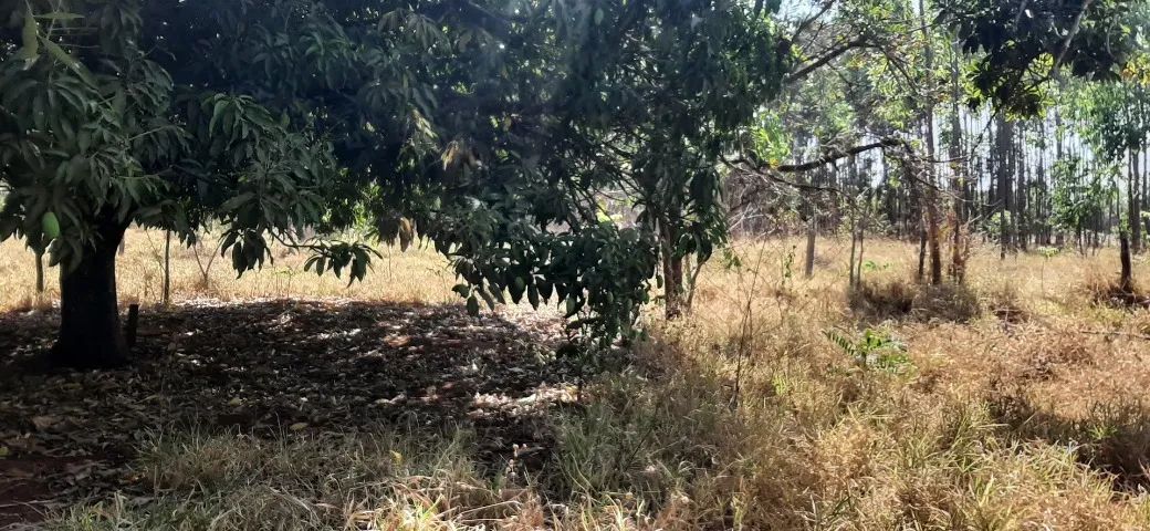 Chácara com 2 Hectares - Foto 3
