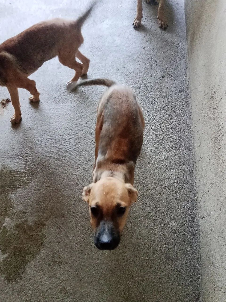 Cadela e filhotes para adoção responsável  - Foto 5