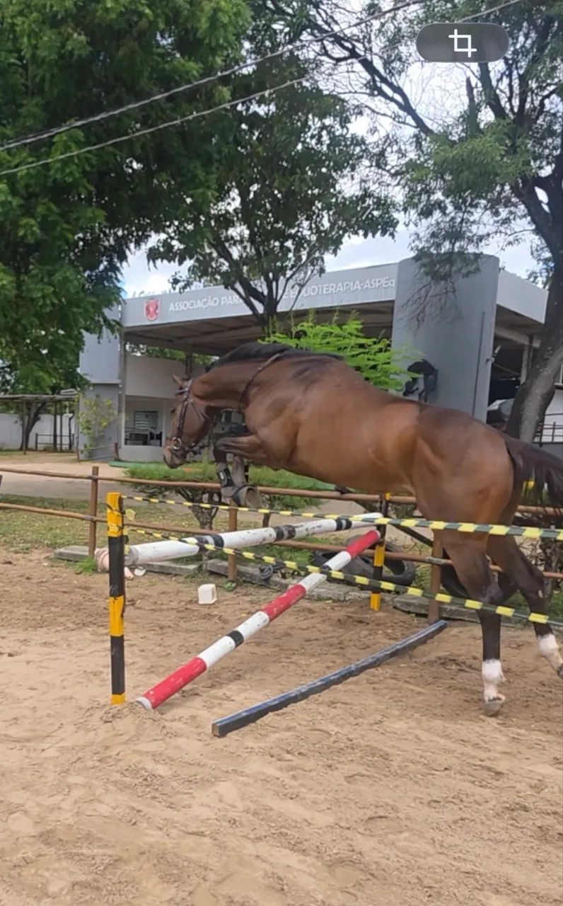cavalo psi - Foto 3