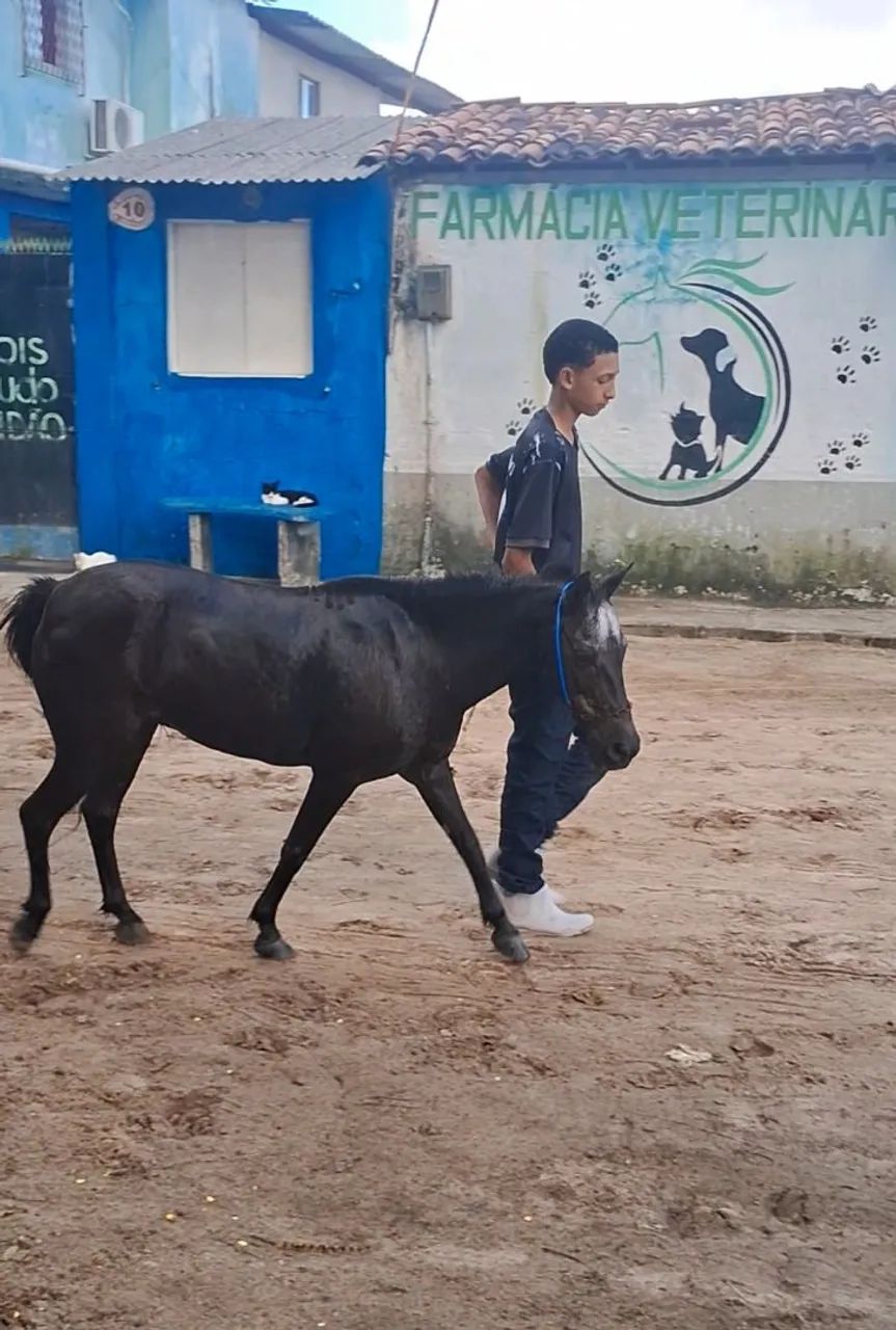 Ponei - Foto 3