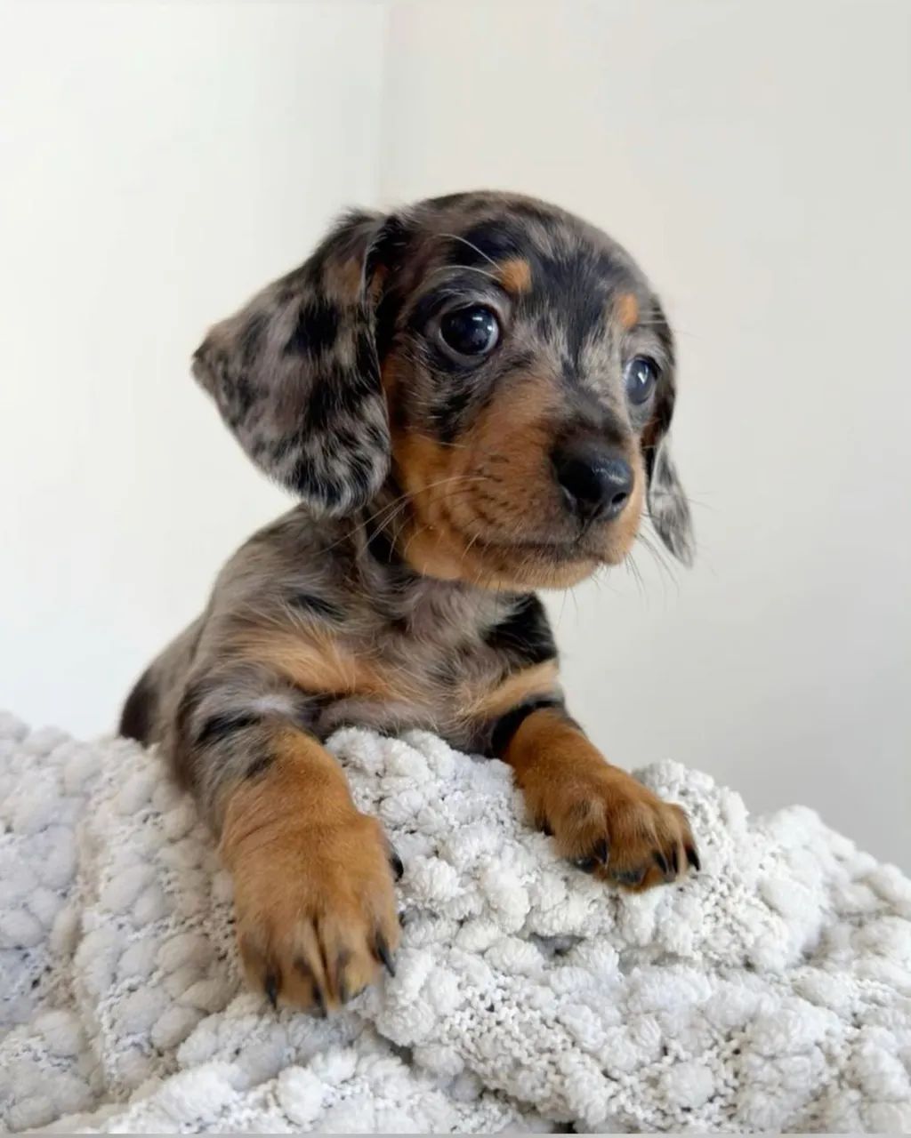 Fêmea de Daschund Mini Disponível  - Foto 4