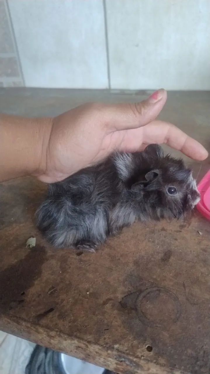 porquinho da índias filhotes machos  avenda por 70reais - Foto 4