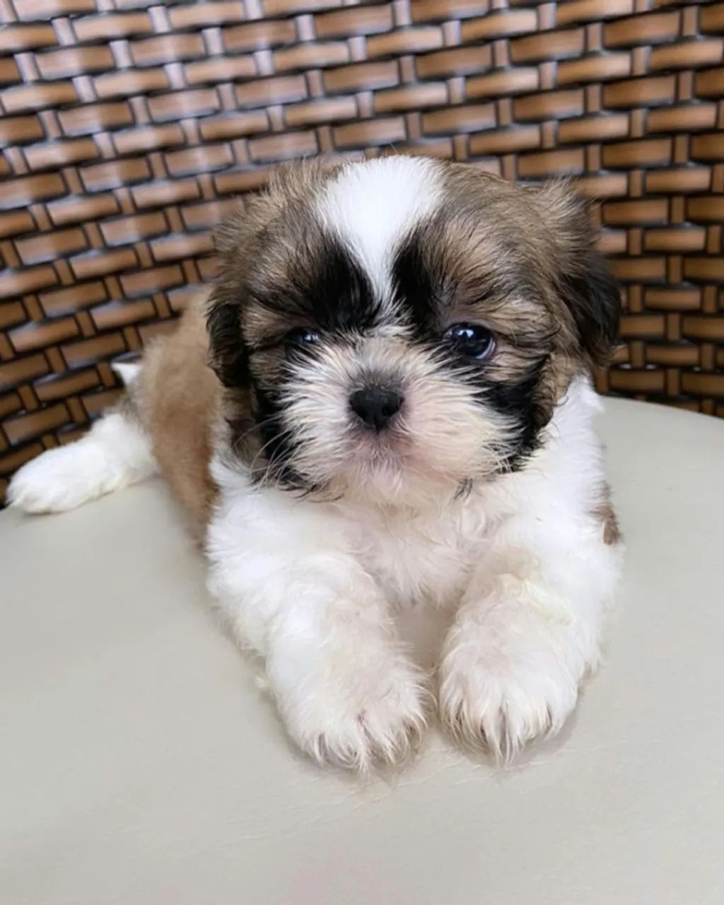 Cachorro disponível 