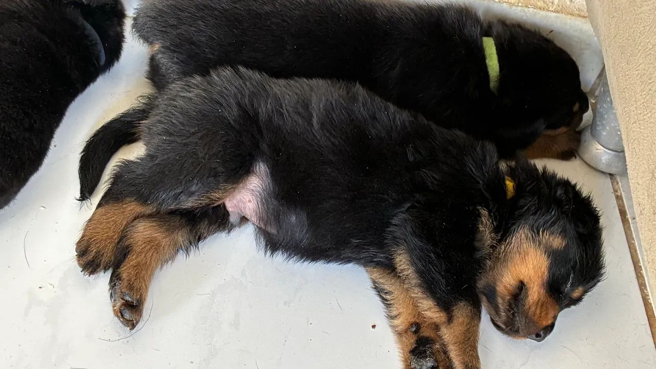 Filhotes de Rottweiler - Foto 3