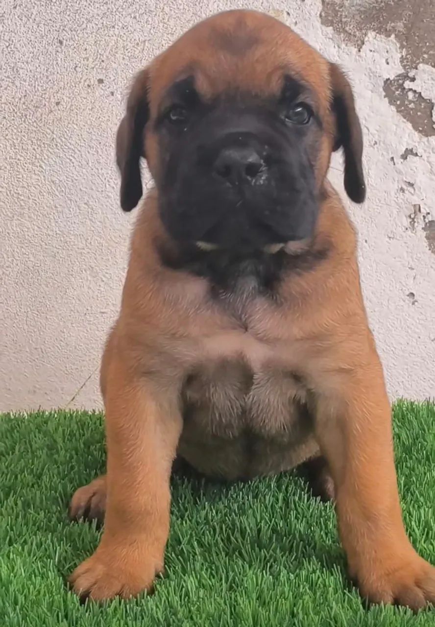 Cane corso  - Foto 2