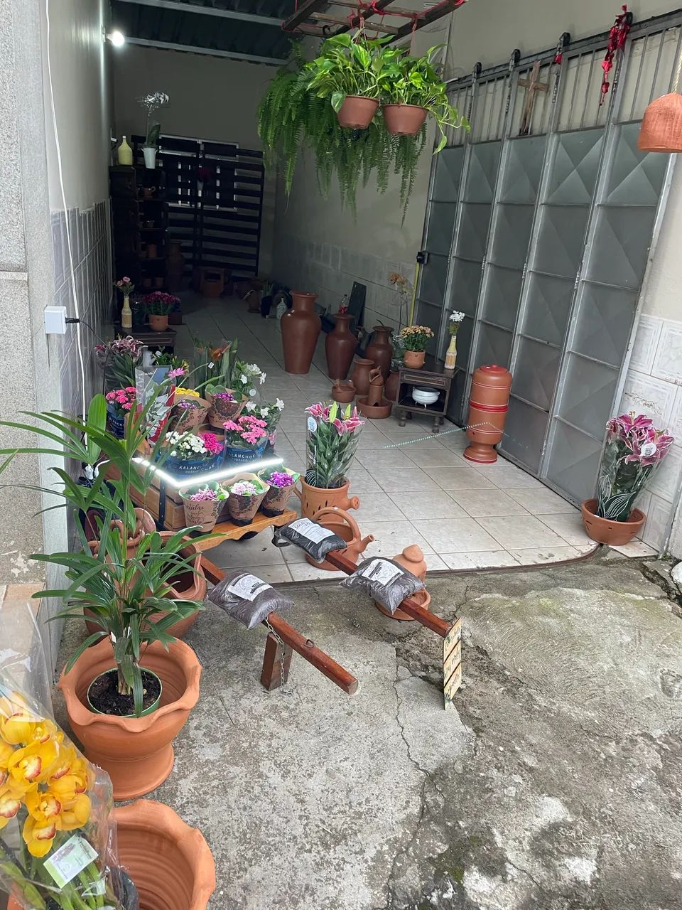 Mudas frutas e flores  - Foto 3