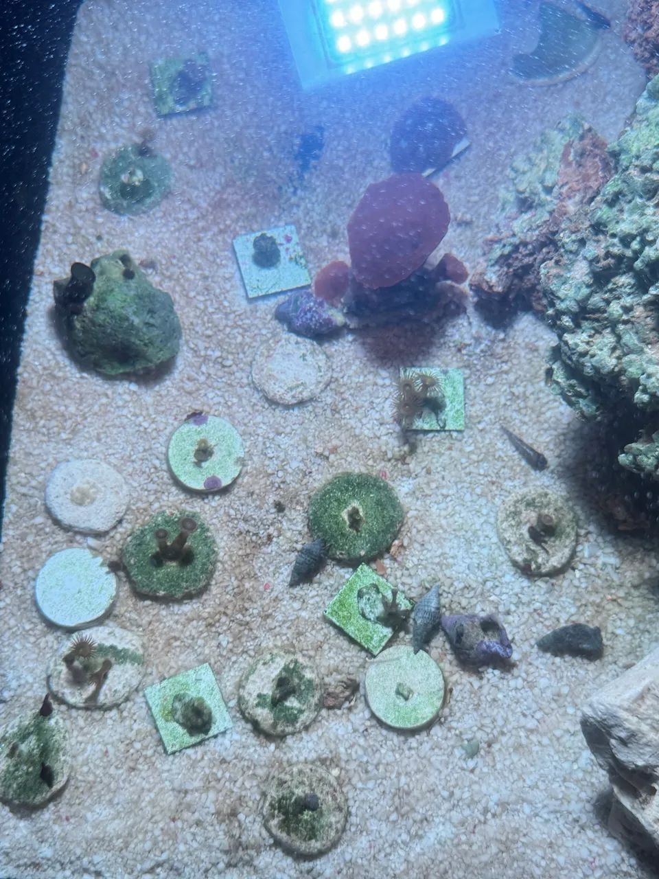 Coral  (todos por 150) - Foto 3