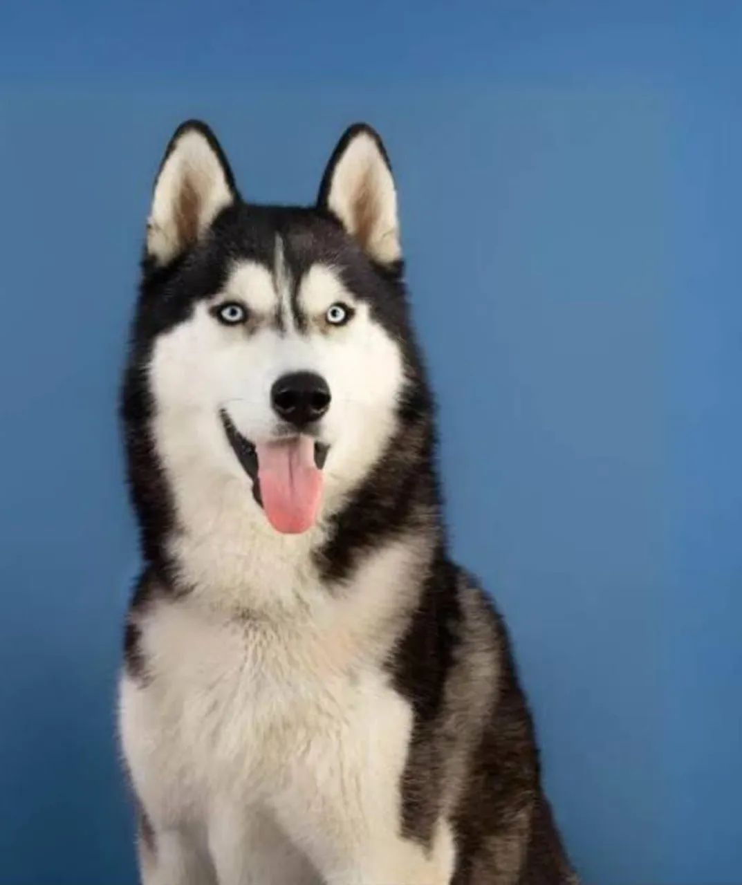 Filhotes de Husky Siberiano  - Foto 5