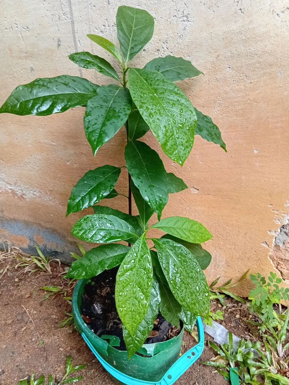 Vendo mudas de Abacate  - Foto 2