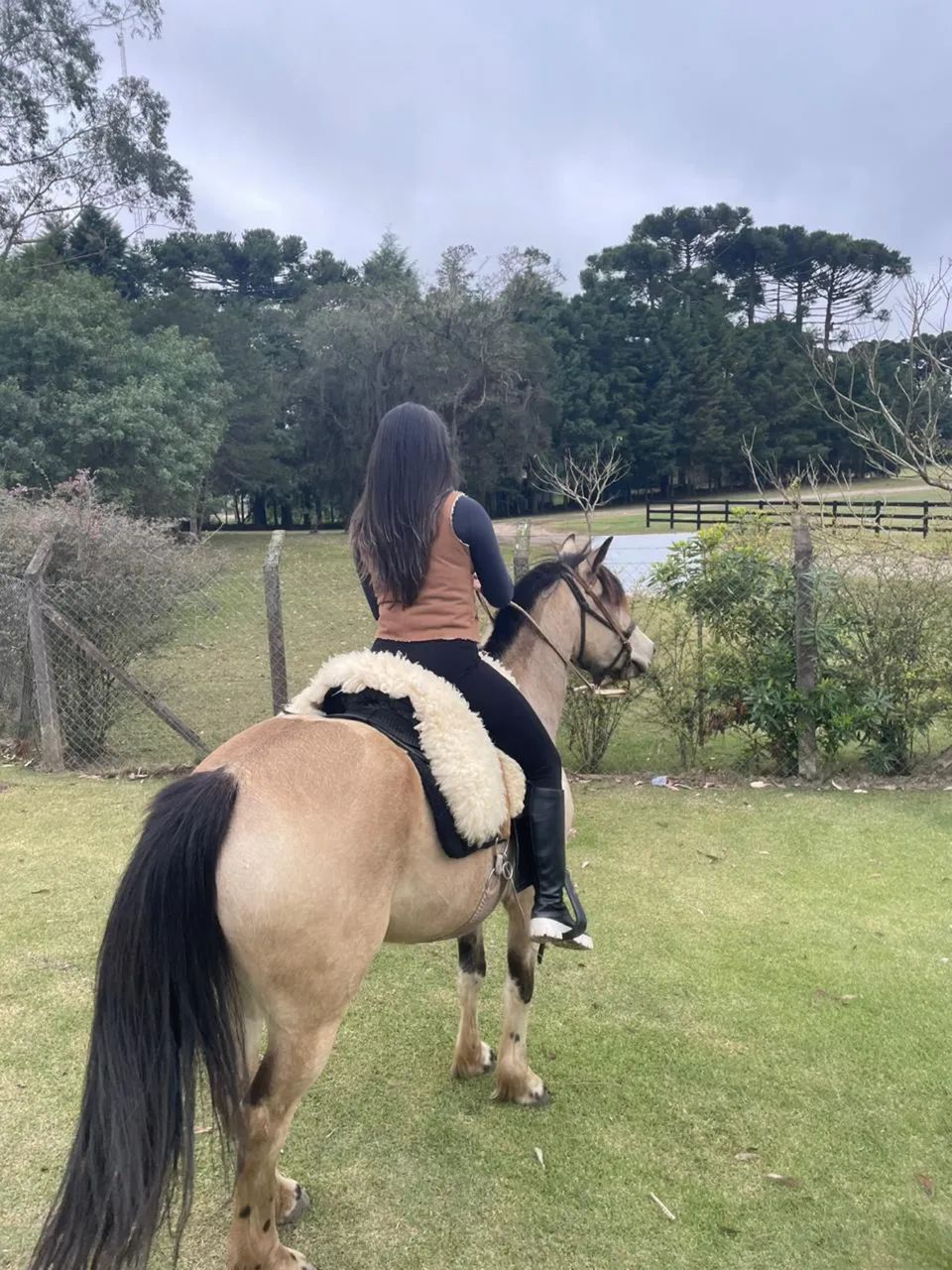 Cavalo  - Foto 5