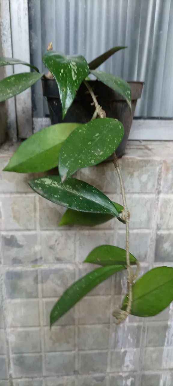Muda de flor de cera - Foto 3