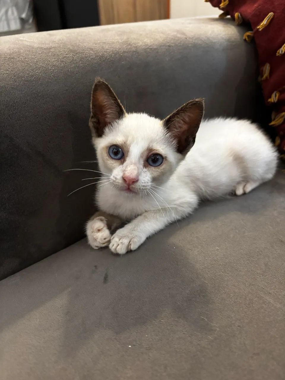 Gatinha filhote disponível para adoção 