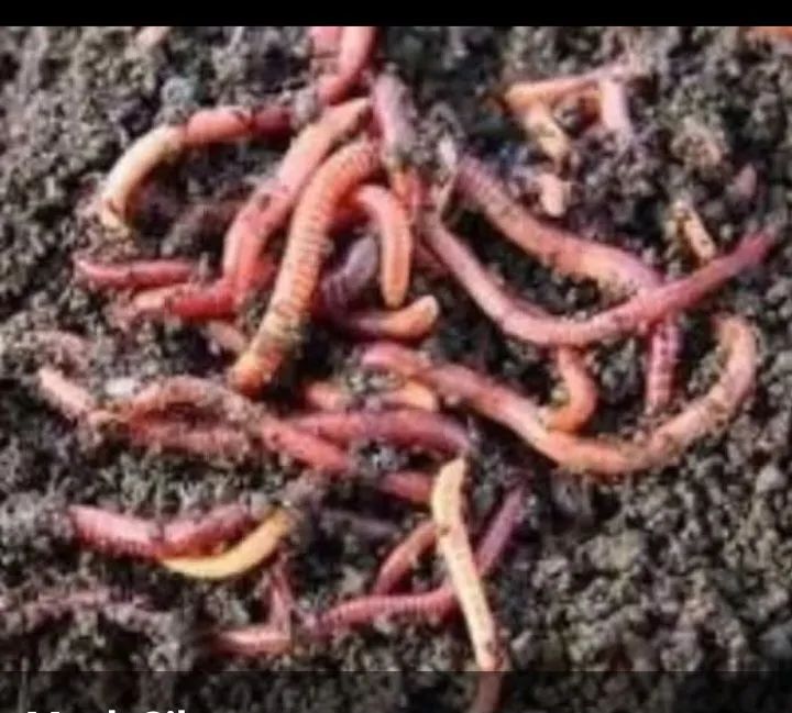 Minhocas para compostagem 