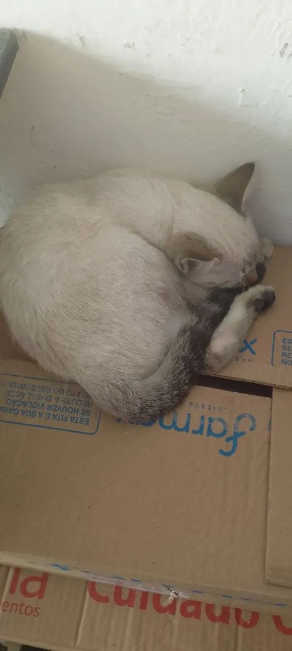 Adotados 
