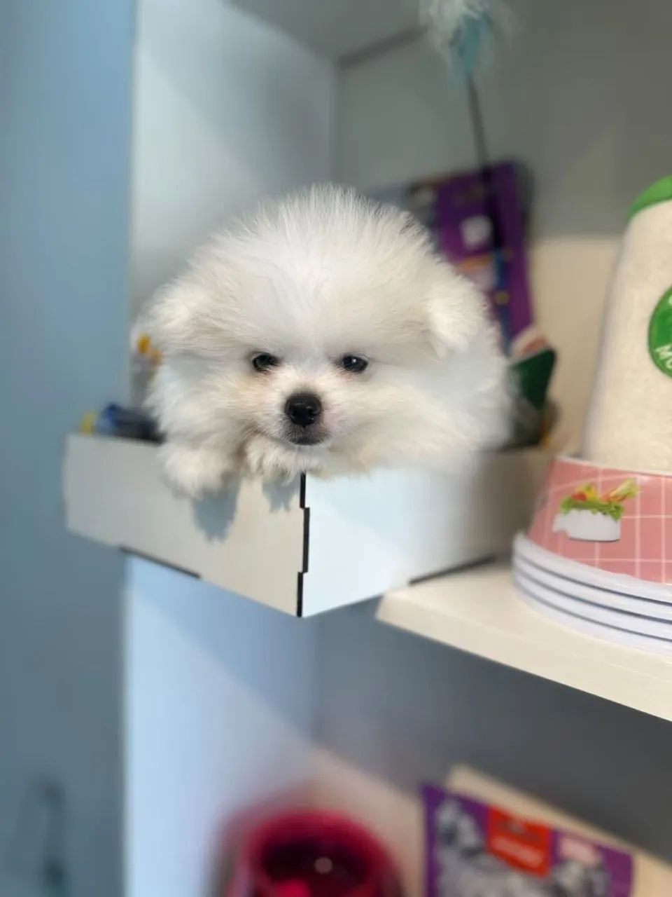 Lindo spitz macho  - Foto 5