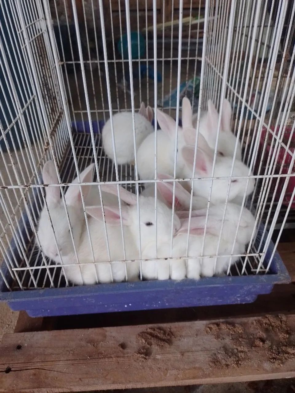 COELHOS IMPERDÍVEIS  - Foto 2