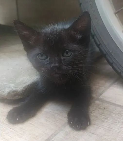 Doação gatinhos  - Foto 2