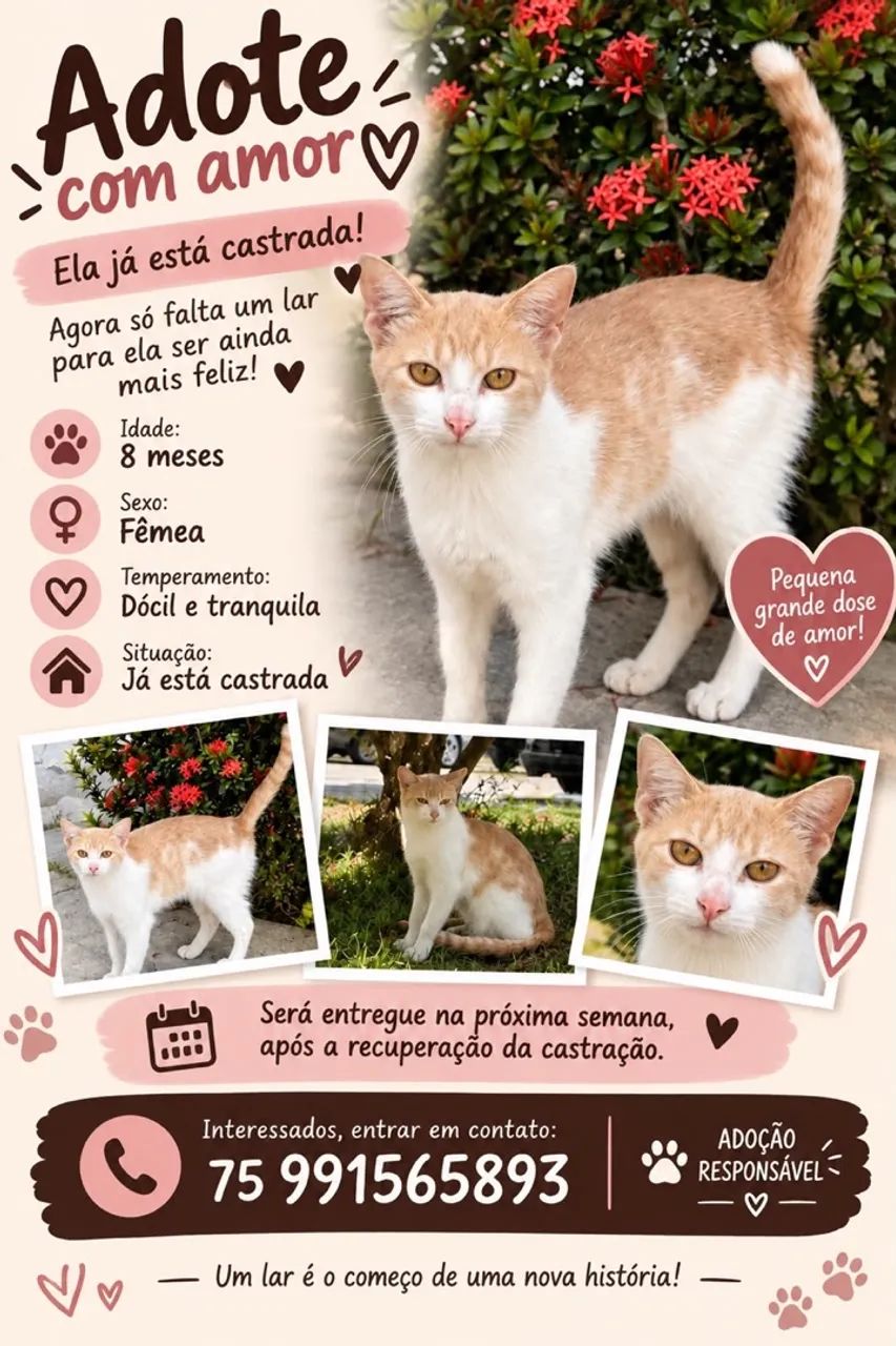 Gatinha para adoção responsável- castrada