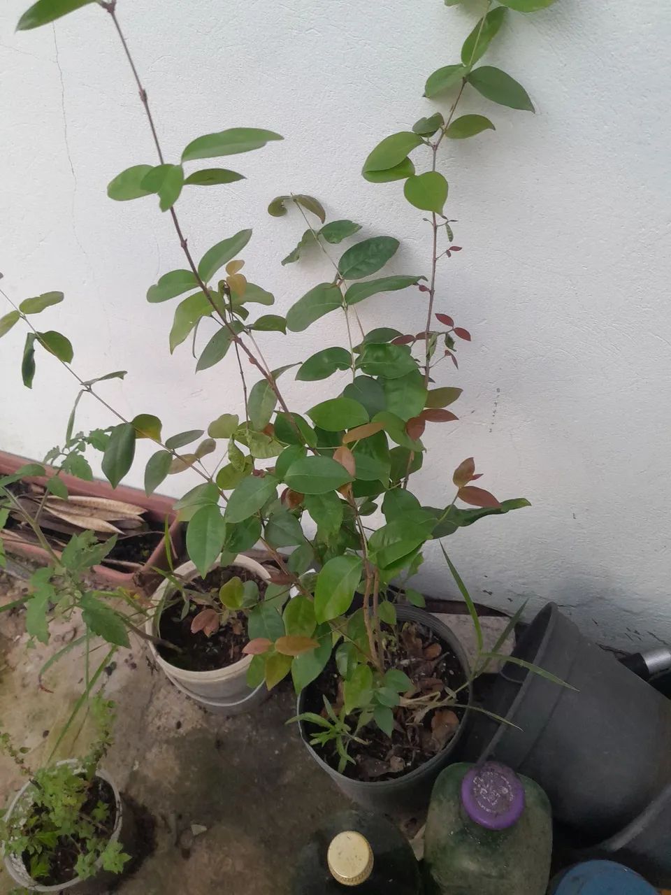 Muda de pitanga 