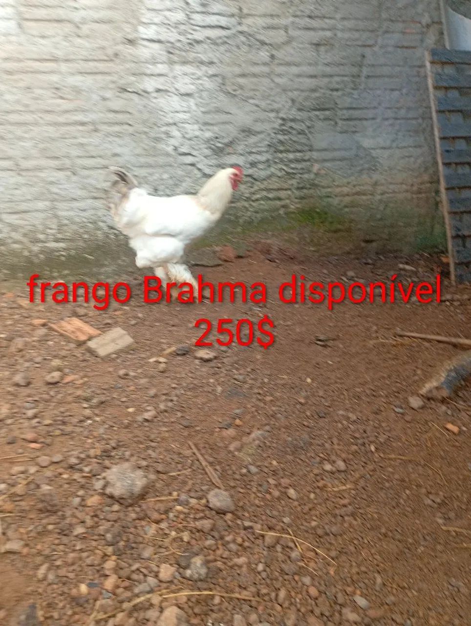 Frangos Brahma disponível 250$ - Foto 3