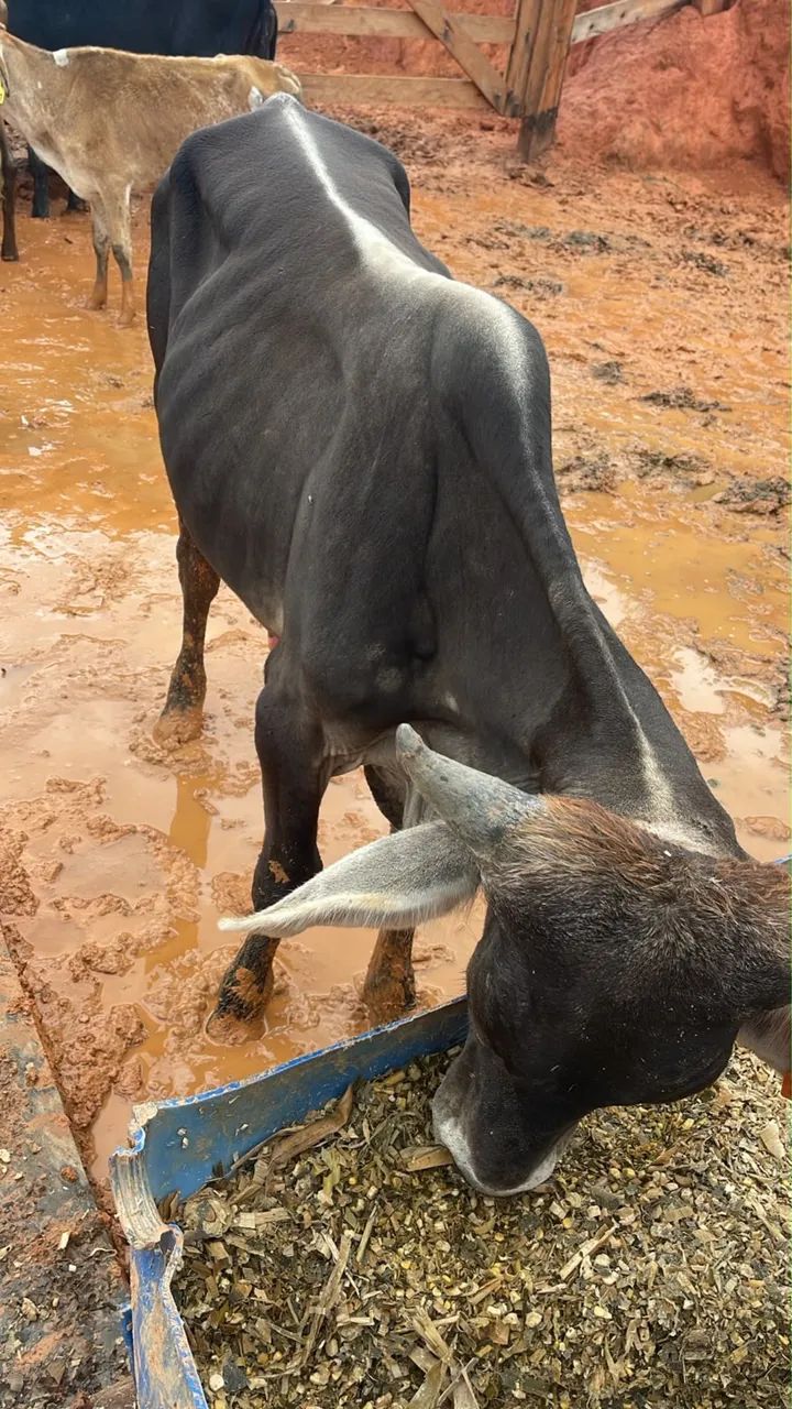 Bezerro macho