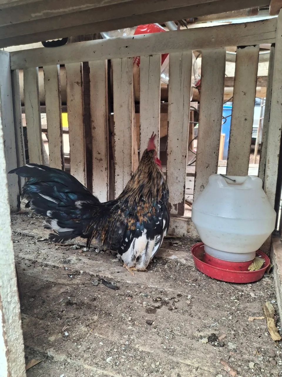 Galo e galinhas garnizé  - Foto 2