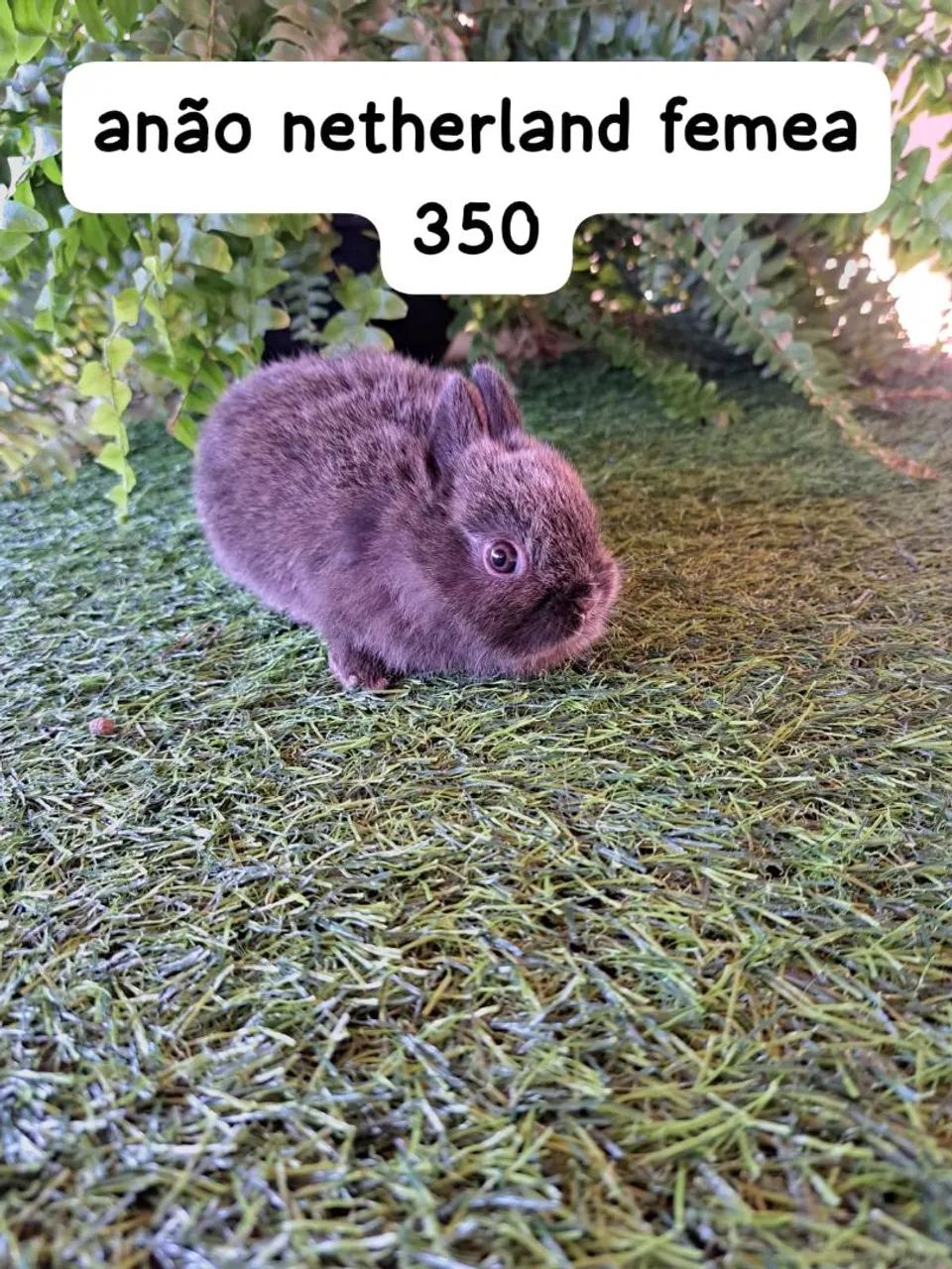 mini coelhos disponíveis  - Foto 4