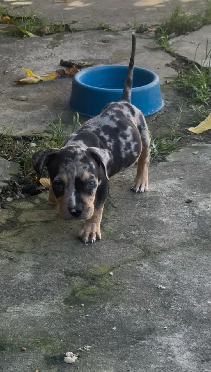 Pit monster tri black Merle 