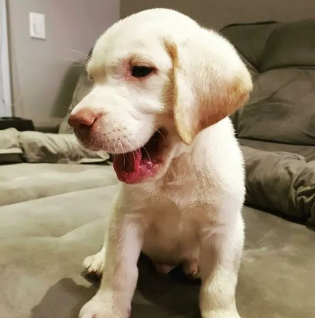 Labrador inteligente 