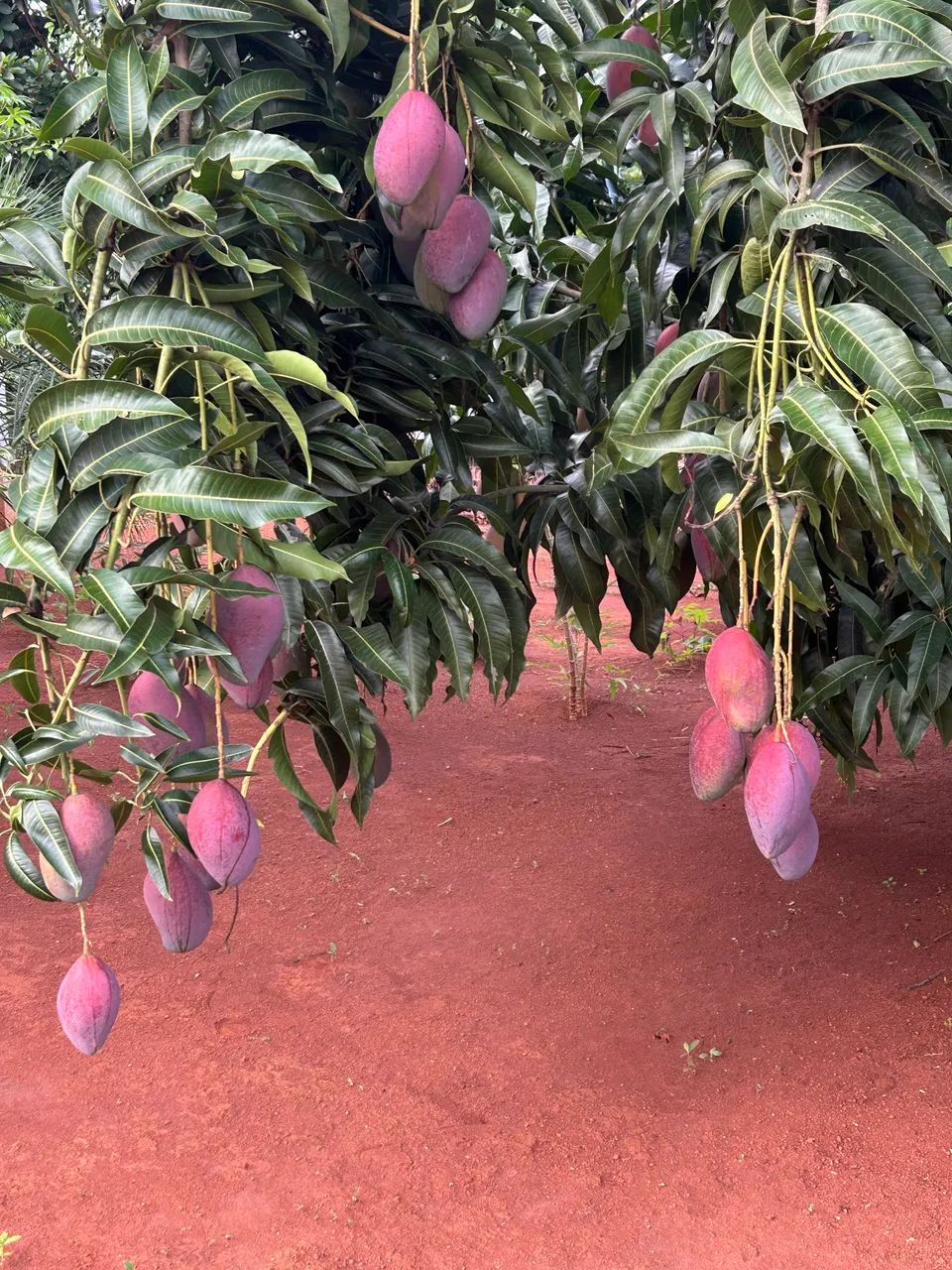 Chácara condomínio fechado Florata 