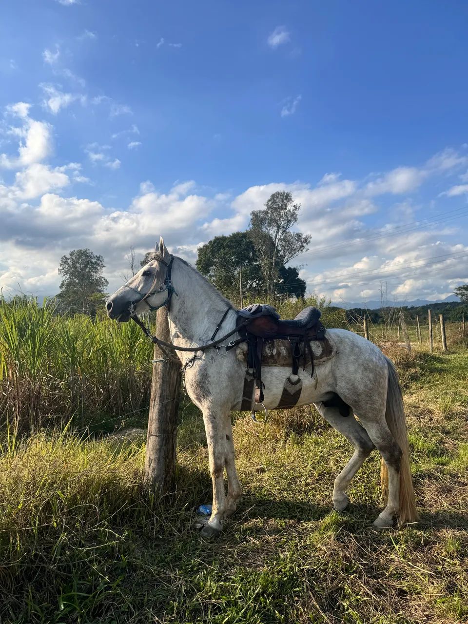 Cavalo ? 8 anos + - marcha picada  - Foto 2