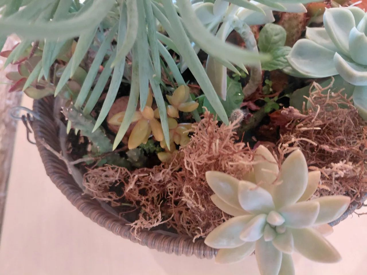 Jardinagem  - Foto 4