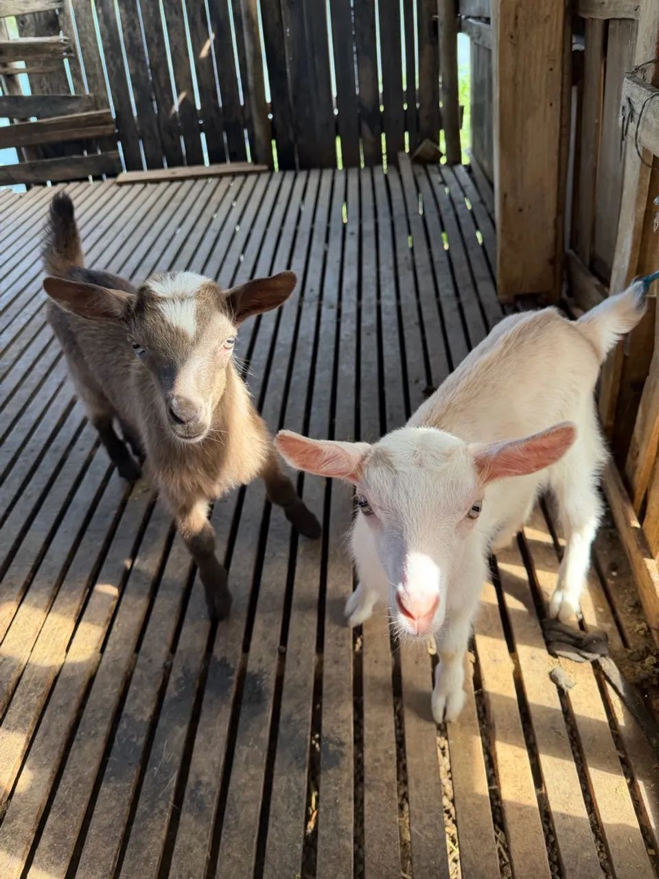 Casal de cabrito - Foto 2
