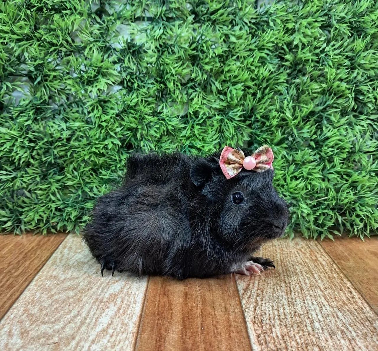 Porquinho da india - Foto 2
