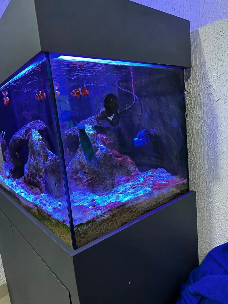 Aquario Marinho ou doce - Foto 2