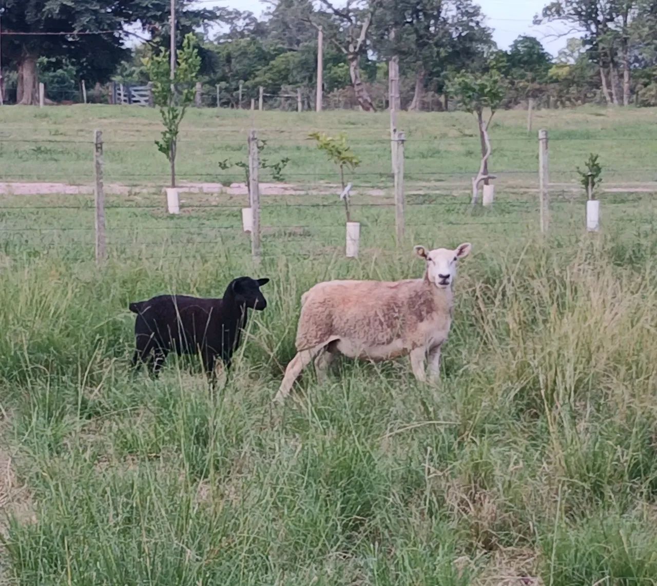 Ovelha Texel  - Foto 4