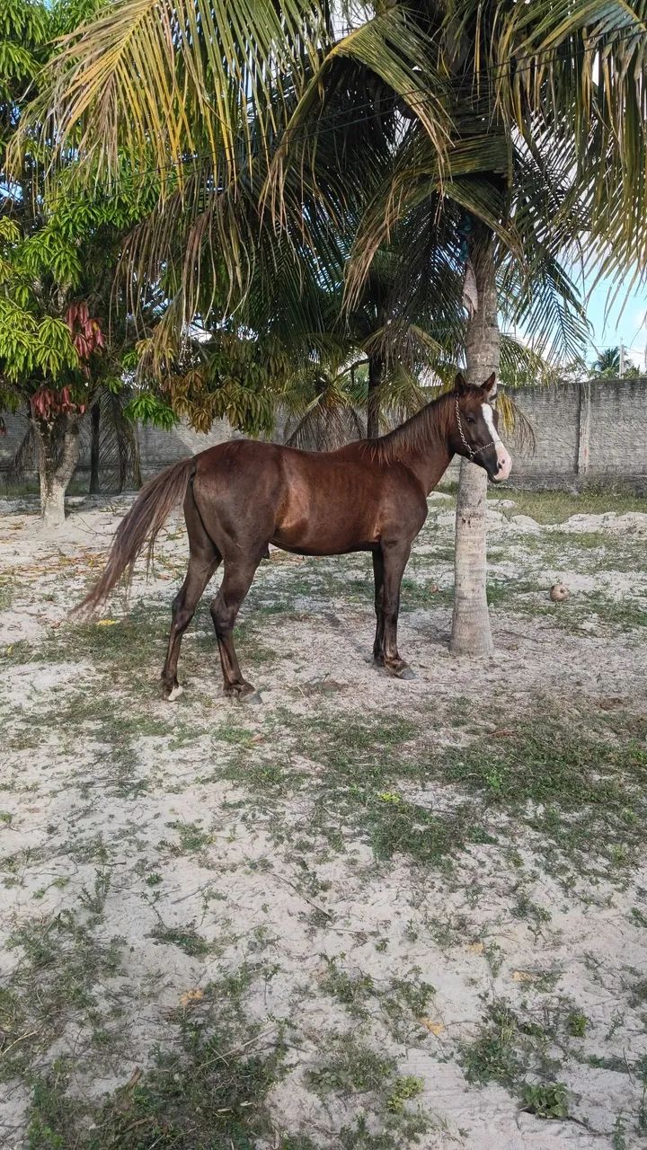 Cavalo - Foto 2