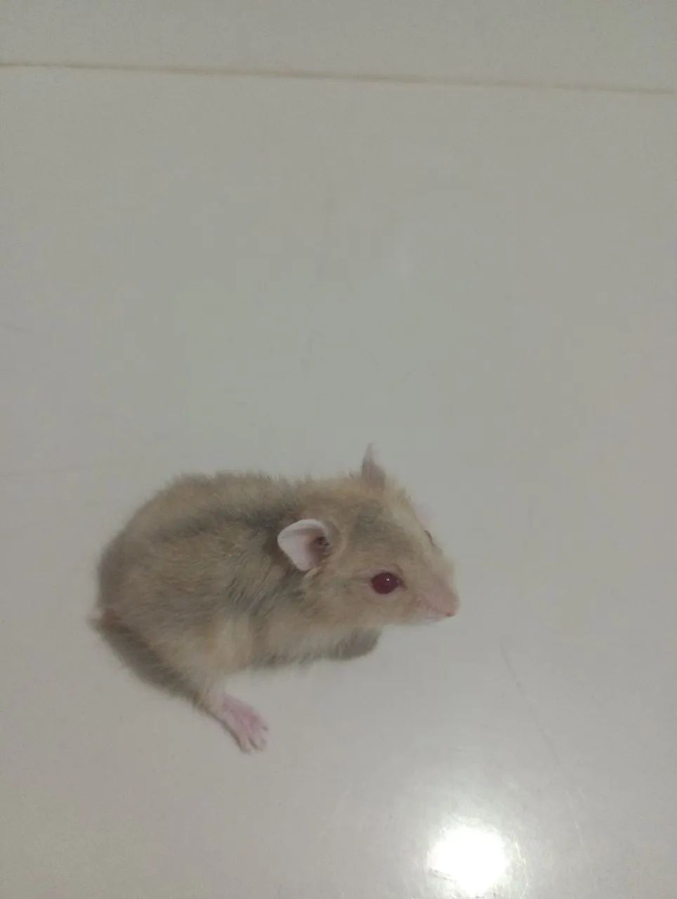Hamster anão russo  - Foto 3