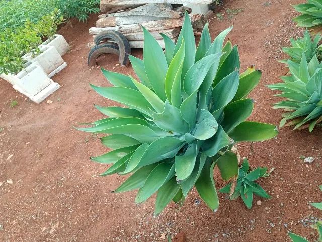 Mudas agave dragão  - Foto 2