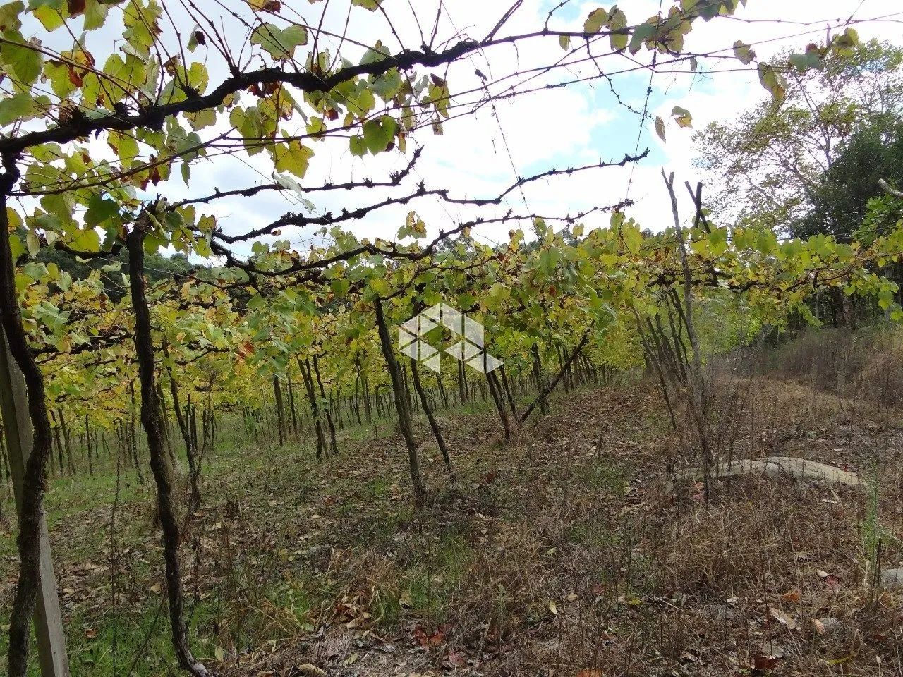 Área de terra no 8 da Graciema - Foto 4