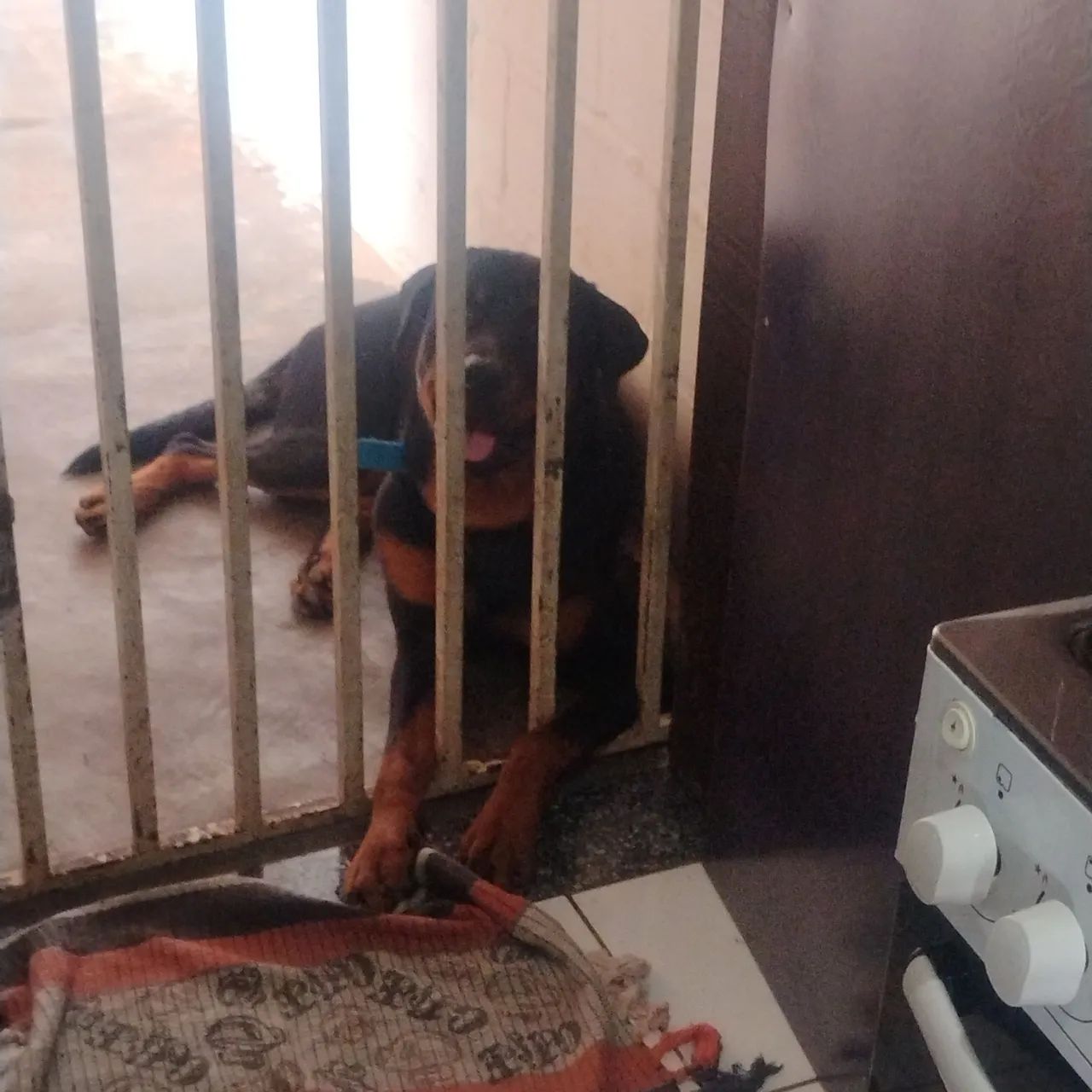 Doação Responsável  - Foto 3