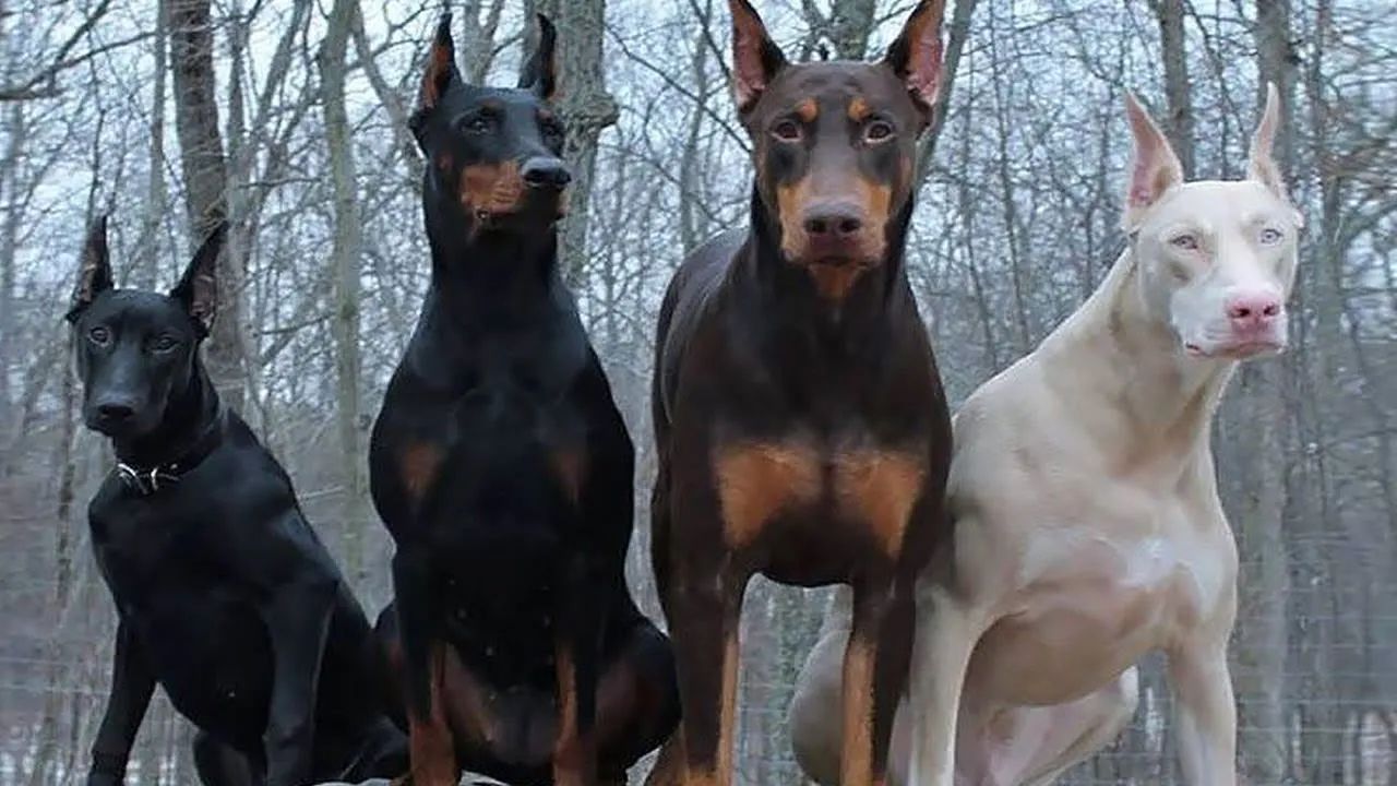 6 Filhotes de Doberman - nasceram 04/07 - Foto 2