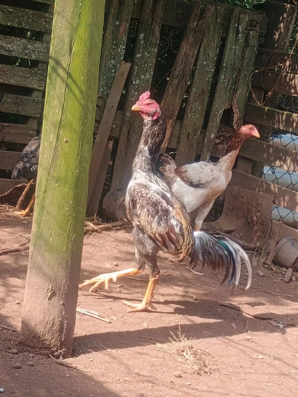 Frango 
