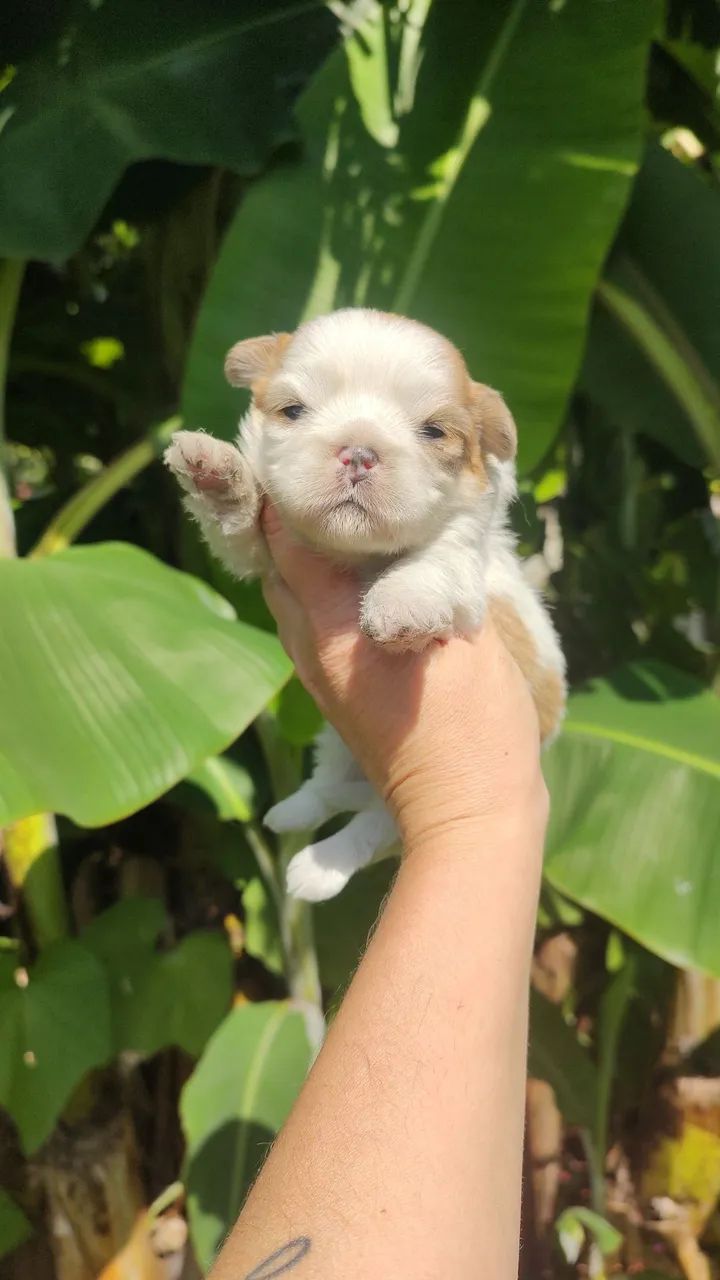 Shihtzu mini fêmea 