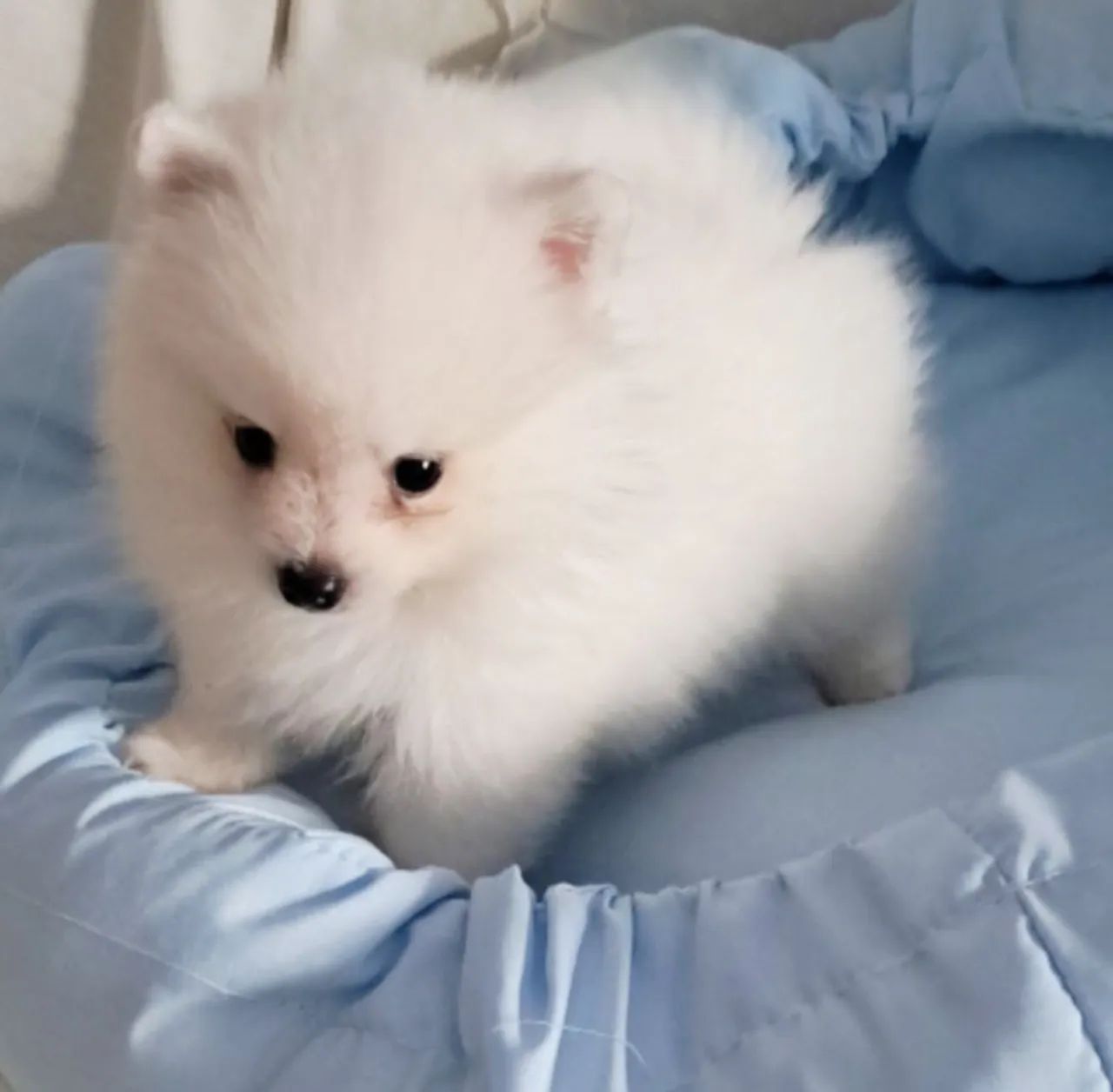 Venda pet - Foto 2