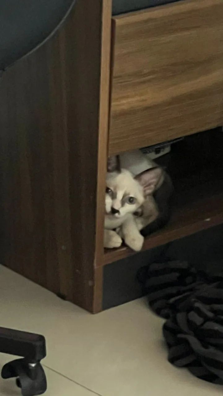 Gata SDR - 3 Meses (Doação) - Foto 2