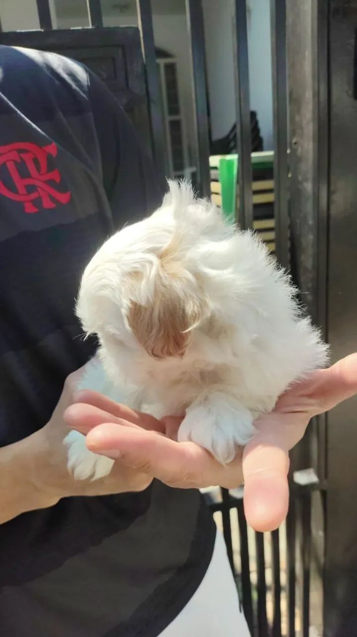 Filhote de cachorro shitzu - Foto 5