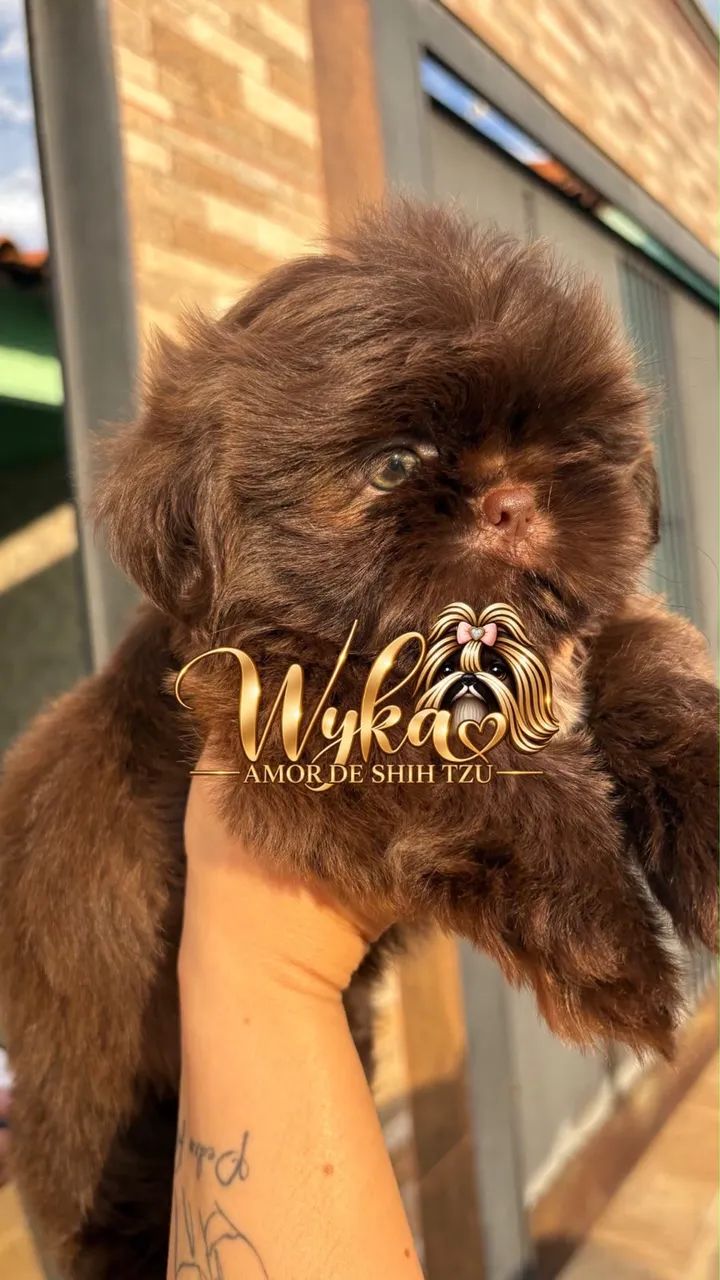 Shih tzu 